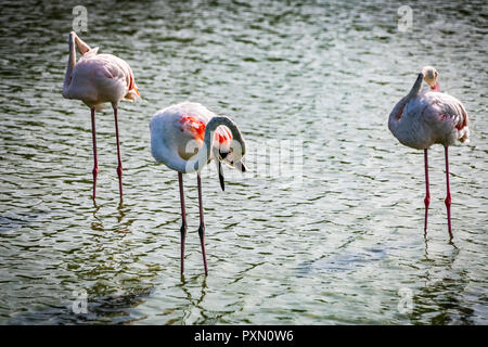 Trois flamants roses au lissage des plumes dans le lagon, Parc Ornithologique de Pont de Gau,, Saintes Maries de la mer, Bouches du Rhône, France. Banque D'Images