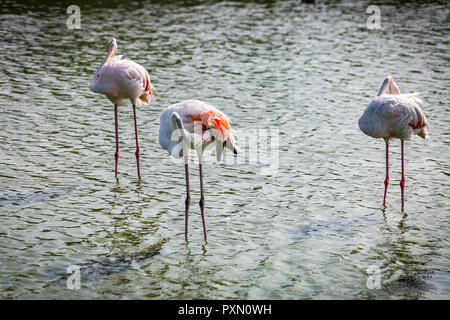 Trois flamants roses au lissage des plumes dans le lagon, Parc Ornithologique de Pont de Gau,, Saintes Maries de la mer, Bouches du Rhône, France. Banque D'Images