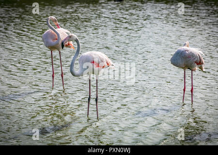 Trois flamants roses en lagune, Parc Ornithologique de Pont de Gau,, Saintes Maries de la mer, Bouches du Rhône, France. Banque D'Images