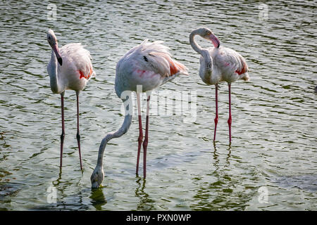 Trois flamants roses en lagune, Parc Ornithologique de Pont de Gau,, Saintes Maries de la mer, Bouches du Rhône, France. Banque D'Images