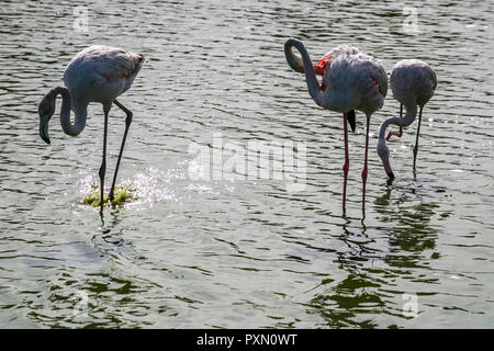 Trois flamants roses en lagune, Parc Ornithologique de Pont de Gau,, Saintes Maries de la mer, Bouches du Rhône, France. Banque D'Images