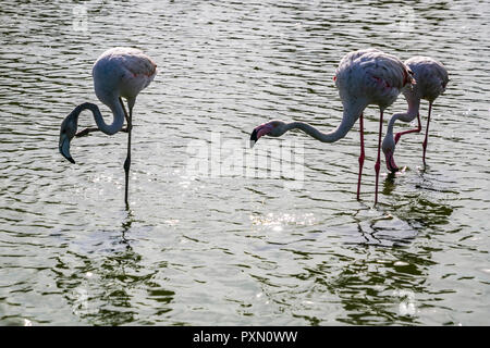 Trois flamants roses en lagune, Parc Ornithologique de Pont de Gau,, Saintes Maries de la mer, Bouches du Rhône, France. Banque D'Images