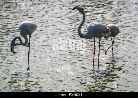 Trois flamants roses en lagune, Parc Ornithologique de Pont de Gau,, Saintes Maries de la mer, Bouches du Rhône, France. Banque D'Images