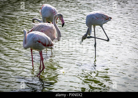 Quatre flamants roses en lagune, Parc Ornithologique de Pont de Gau,, Saintes Maries de la mer, Bouches du Rhône, France. Banque D'Images