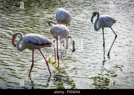 Quatre flamants roses en lagune, Parc Ornithologique de Pont de Gau,, Saintes Maries de la mer, Bouches du Rhône, France. Banque D'Images