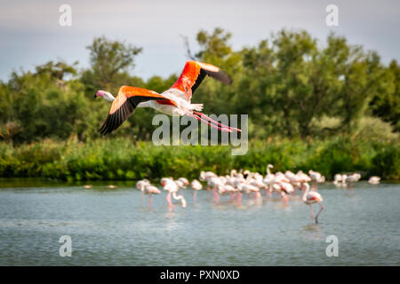 Flamant rose volant au-dessus de la lagune, Parc Ornithologique de Pont de Gau,, Saintes Maries de la mer, Bouches du Rhône, France. Banque D'Images