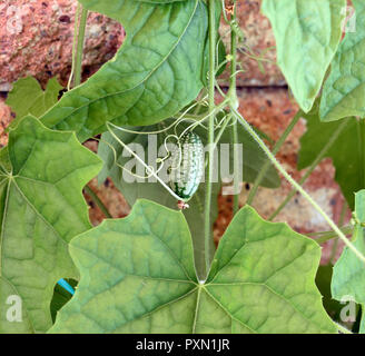 Mini concombre, Melothria scabra, Banque D'Images