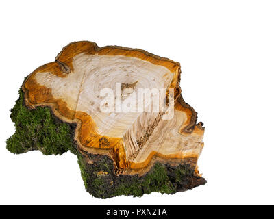 Une coupe et de découverte d'un tronc d'arbre de cerise sauvage Banque D'Images