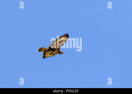 Buse variable Buteo buteo Banque D'Images