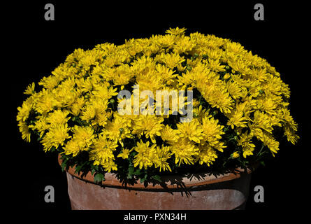 Les chrysanthèmes en pot d'argile jaune. Ils sont parfois appelés les mamans ou chrysanths et sont du genre Chrysanthemum de la famille des Astéracées. Banque D'Images
