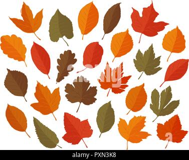 Feuilles décoratives, ensemble. L'automne, la chute des feuilles concept. Vector illustration Illustration de Vecteur