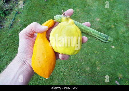 Jardinier agriculteur tient dans sa main l'automne dernier - légumes potiron, courgette et coing. Banque D'Images