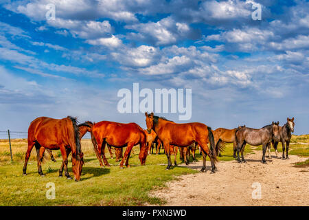 Les chevaux mongols contre les prairies et les nuages spectaculaires au cours de l'automne à Hailar, Mongolie intérieure, Chine Banque D'Images