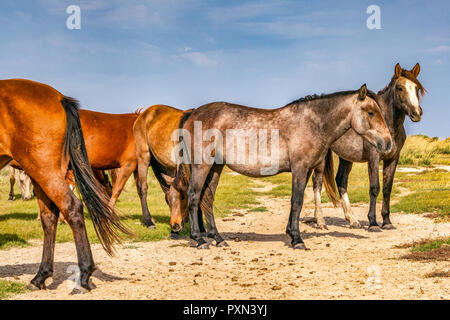 Les chevaux mongols contre les prairies et les nuages spectaculaires au cours de l'automne à Hailar, Mongolie intérieure, Chine Banque D'Images