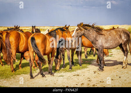 Les chevaux mongols contre les prairies et les nuages spectaculaires au cours de l'automne à Hailar, Mongolie intérieure, Chine Banque D'Images