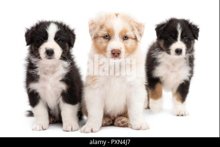 Trois chiots berger australien, 6 semaines, assis et portrait contre fond blanc Banque D'Images