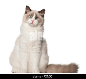 Chat Ragdoll, 10 years old, in front of white background Banque D'Images