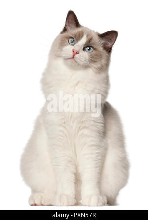 Chat Ragdoll, 10 years old, in front of white background Banque D'Images