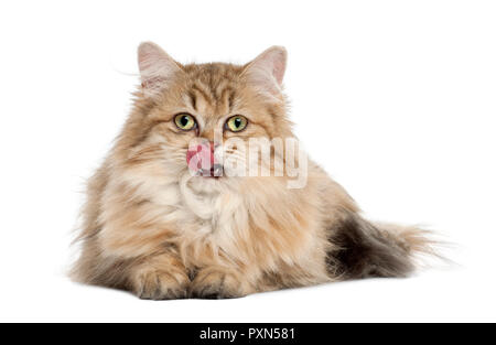 British Longhair chat, âgé de 4 mois, avoir menti sur fond blanc Banque D'Images