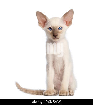 Oriental chaton assis et looking at camera against white background Banque D'Images