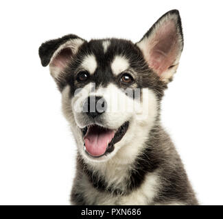 Close-up d'un chiot malamute Husky haletant, isolated on white Banque D'Images