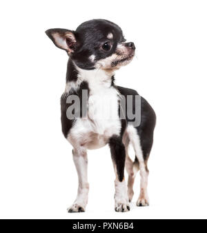 Chihuahua dog, 3 ans, standing against white background Banque D'Images