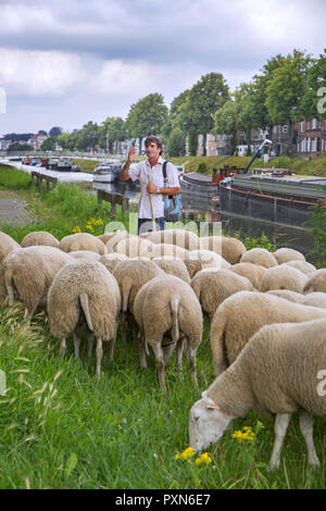 L'élevage berger troupeau de moutons le long canal bank raide en été dans la ville GAND / GENT, Flandre orientale, Belgique Banque D'Images