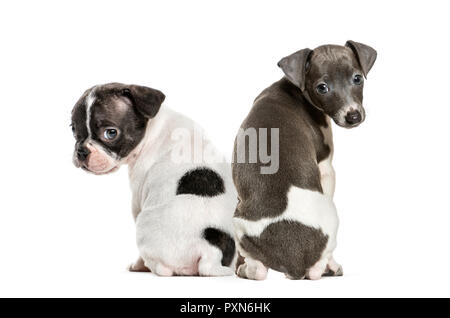 Boston terrier, chiot lévrier italien, in front of white background Banque D'Images