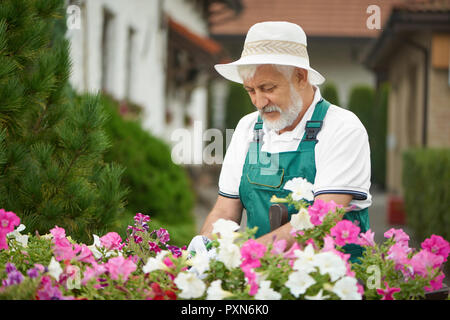 Travailleur masculin senior, de l'élagage des plantes et des fleurs dans un jardin en arrière-cour. Homme plus âgé, vêtu d'une salopette verte et de gants et chapeau blanc, à l'aide d'un sécateur professionnel et de coupe de plantes colorées. Banque D'Images