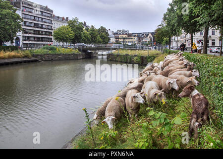 L'élevage berger troupeau de moutons le long du canal raide sous la pluie de la banque dans la ville GAND / GENT, Flandre orientale, Belgique Banque D'Images