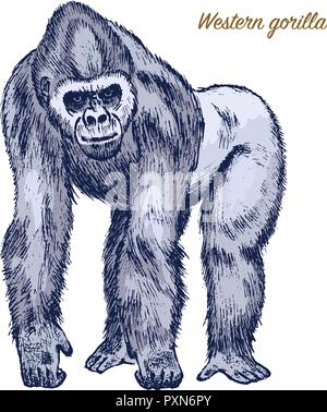 Gorille de montagne ou de l'Ouest. grand singe ou primat. Faites à la main, gravée en animal sauvage ou vintage style rétro, zoologie symbole de l'Afrique. Illustration de Vecteur