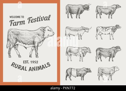 Bovins ferme taureaux et vaches. Cartes vintage. Différentes races d'animaux domestiques. jeu d'affiches. Gravé à la main dessin monochrome. Illustration de Vecteur