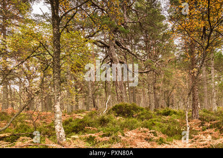 L'ancienne forêt calédonienne sur les rives du Loch Rannoch, Perth and Kinross, en Écosse. 18 Octobre 2018 Banque D'Images