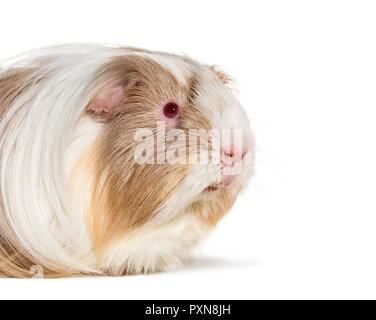 Coronet, cobaye cavia against white background Banque D'Images