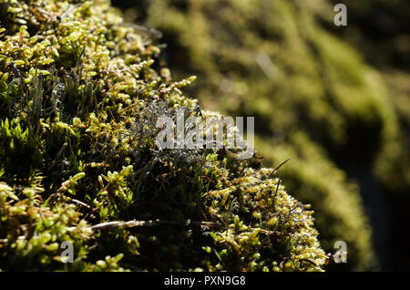 Petites touffes de mousse et de lichen sur les roches. Banque D'Images