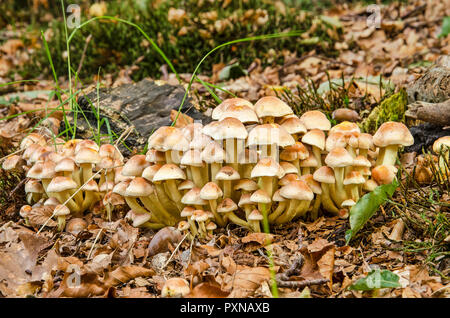 Grand groupe de petits champignons brun clair poussant sur sol couvert de brown feuilles tombées dans un jardin en automne Banque D'Images