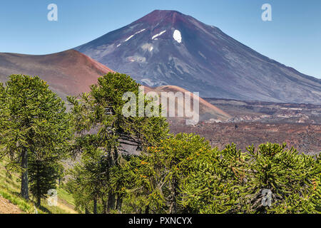 Volcan Lonquimay, Réserve nationale du Malalcahuello-Nalcas, région d'Araucania, Chili Banque D'Images