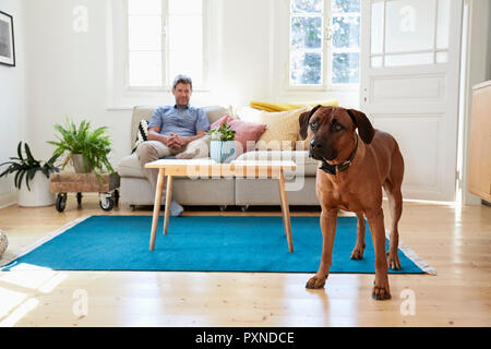 Le Rhodesian Ridgeback debout dans la salle de séjour, l'homme de l'emplacement sur la table en arrière-plan Banque D'Images