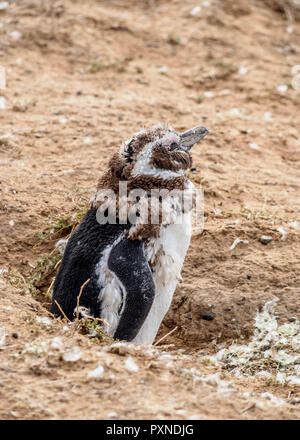 Manchot de Magellan (Spheniscus magellanicus) à Caleta Valdes, la Péninsule de Valdès, Site du patrimoine mondial de l'UNESCO, la Province de Chubut, en Patagonie, Argentine Banque D'Images