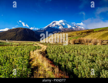 Volcan Chimborazo, Équateur, province de Chimborazo Banque D'Images