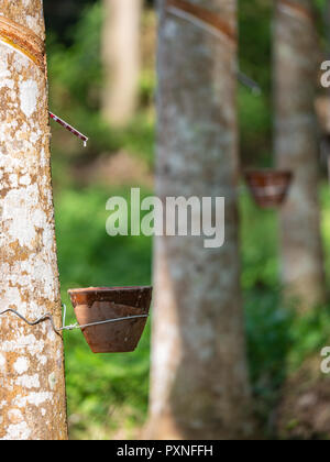 Alors qu'une plantation de caoutchouc latex laiteux extrait d'arbre à caoutchouc repasse en pot en céramique sous soleil matinal. Banque D'Images