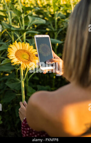 Portrait de femme dans un champ de prendre une photo d'un tournesol avec son smartphone Banque D'Images
