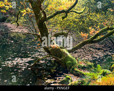 Automne Arbre de chêne au bord d'Guisecliff Guisecliff en Tarn Campsites Canet-en-Roussillon Bois North Yorkshire Angleterre Banque D'Images