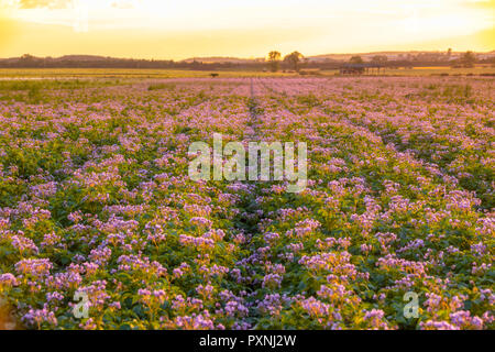 Royaume-uni, East Lothian, champ de pommes de terre, Solanum tuberosum, au lever du soleil Banque D'Images