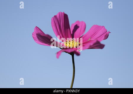 Belle Cosmea fleur dans le ciel bleu Banque D'Images