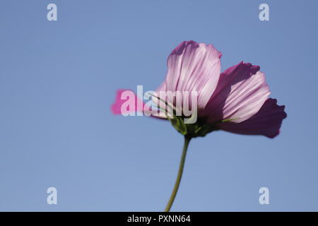 Belle Cosmea fleur dans le ciel bleu Banque D'Images
