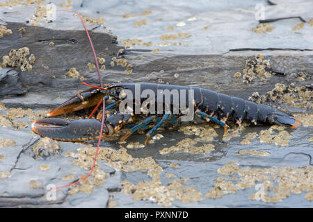 Le homard européen (Homarus gammarus) Banque D'Images