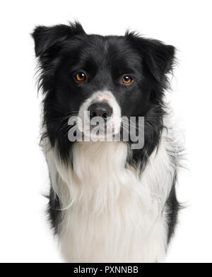 Border Collie, 3 ans, in front of white background Banque D'Images