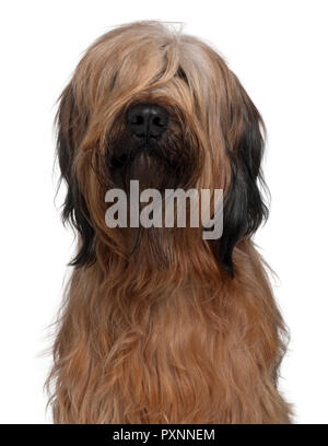 Briard, chien 1 Ans, in front of white background Banque D'Images