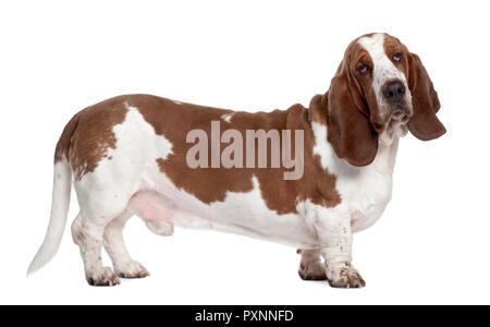 Basset Hound, 1 ans, in front of white background Banque D'Images